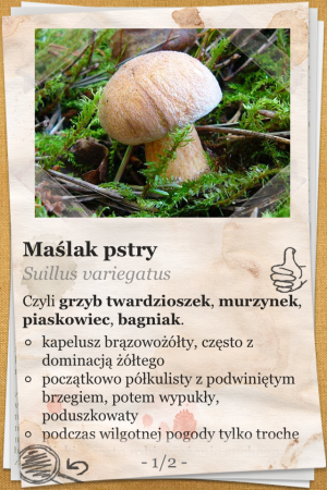The Mushroom Book (Atlas Grzybów) - iOS (iPhone, iPod touch, iPad)