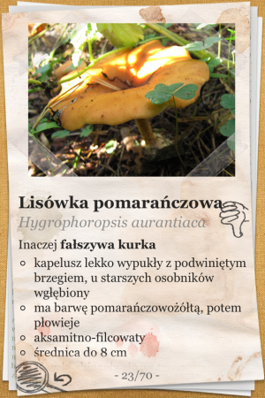 The Mushroom Book (Atlas Grzybów) - iOS (iPhone, iPod touch, iPad)