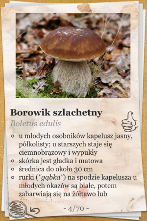 The Mushroom Book (Atlas Grzybów) - iOS (iPhone, iPod touch, iPad)